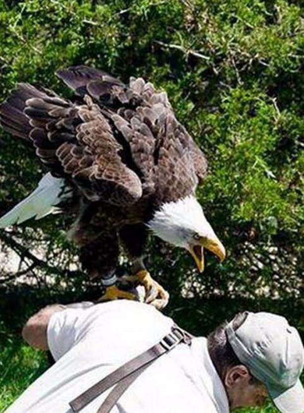 Foto - İnsanları en çok onlar öldürüyor