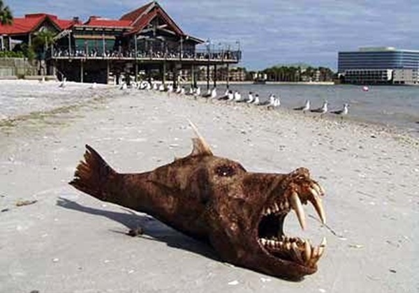 Foto - İnternette dolaşan herkesin inandığı sahte fotoğraflar