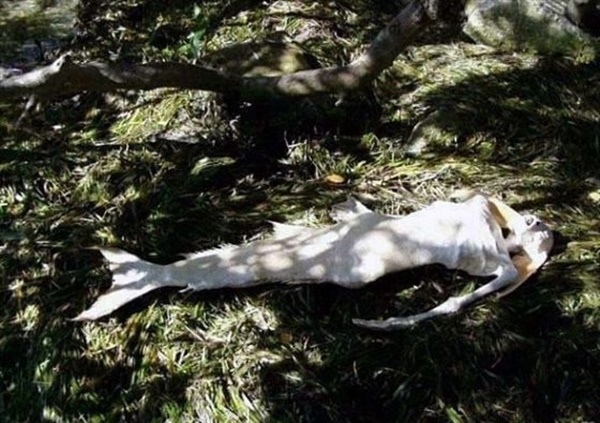 Foto - İnternette dolaşan herkesin inandığı sahte fotoğraflar