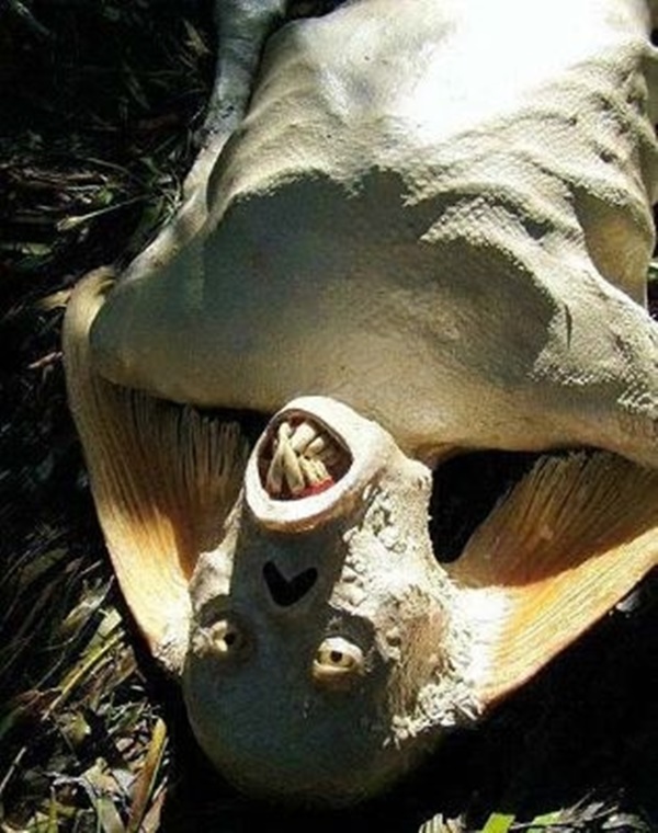 Foto - İnternette dolaşan herkesin inandığı sahte fotoğraflar