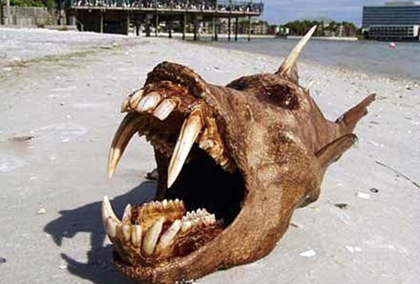 Foto - İnternette dolaşan herkesin inandığı sahte fotoğraflar