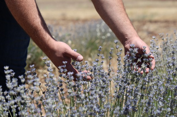 Foto - İnternette görüp heves ettiler! Üreticisi oldular