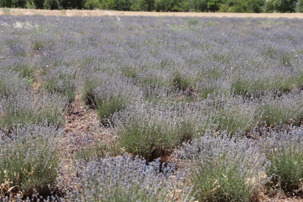 Foto - İnternette görüp heves ettiler! Üreticisi oldular