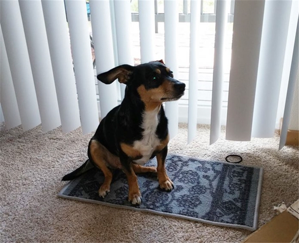 Foto - İnternetten alışveriş yaparken dikkat!