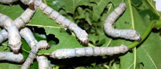 Foto - İpek böceği nasıl ipek üretir?