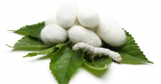 Foto - İpek böceği nasıl ipek üretir?