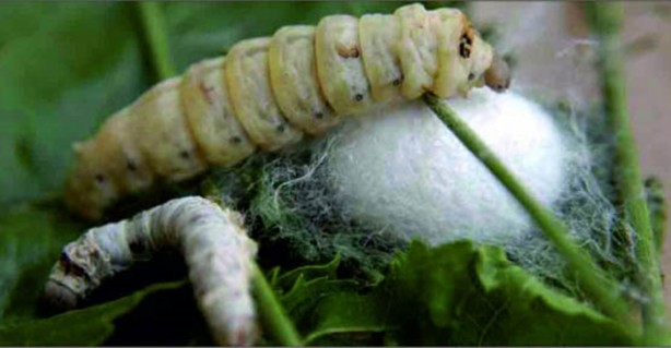 Foto - İpek böceği nasıl ipek üretir?