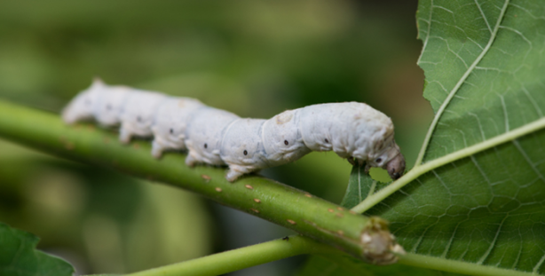Foto - İpek böceği nasıl ipek üretir?