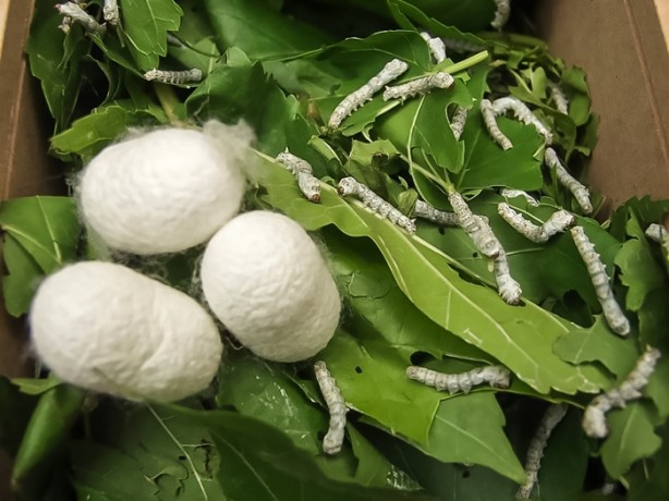 Foto - İpek böceği nasıl ipek üretir?