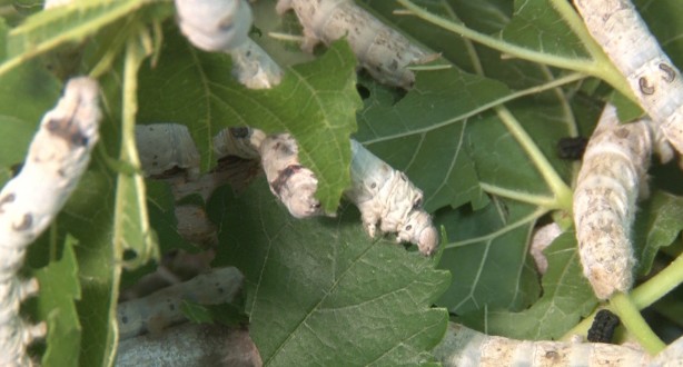 Foto - İpek böcekleri kozalarını örmeye başladı