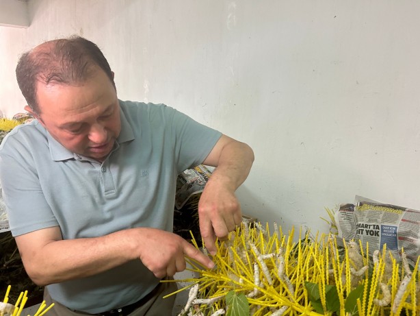 Foto - İpek böcekleri kozalarını örmeye başladı