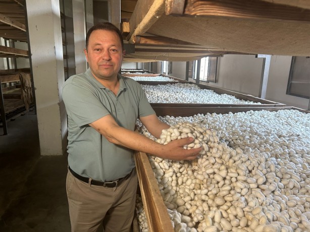 Foto - İpek böcekleri kozalarını örmeye başladı