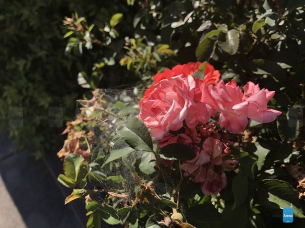 Foto - iPhone 7'nin ilk fotoğraf örnekleri