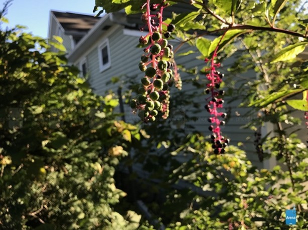 Foto - iPhone 7'nin ilk fotoğraf örnekleri