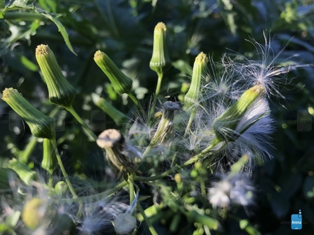 Foto - iPhone 7'nin ilk fotoğraf örnekleri