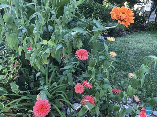 Foto - iPhone 7'nin ilk fotoğraf örnekleri