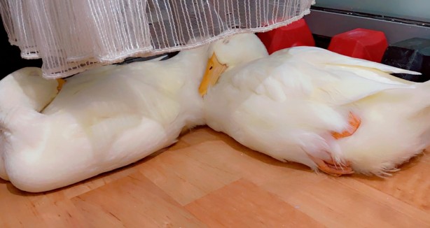 Foto - Iraklı kadınlara 'göletten ördek çaldılar' iftirası atmışlardı! Gerçek bambaşka çıktı