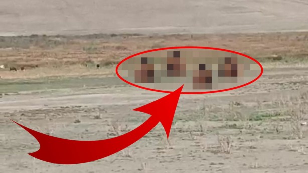 İran sınırındaki o ilimizde kayda geçti! Artık güpegündüz oluyor! Mahallelerde grup halinde... Kent sakinleri evden çıkamaz oldu