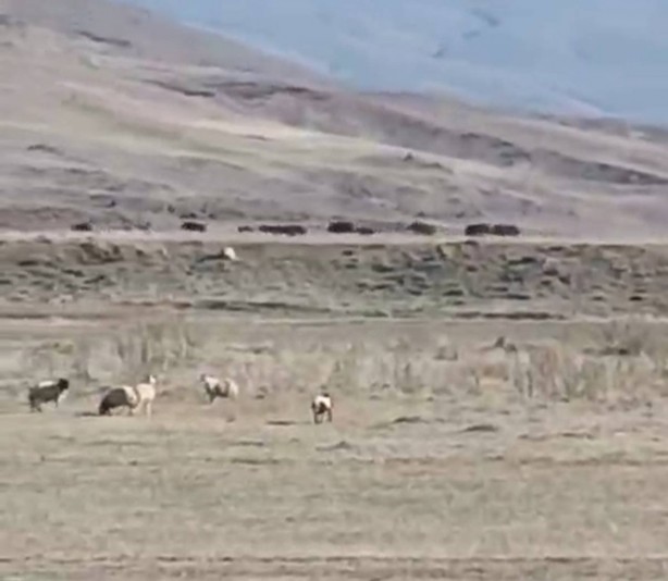 Foto - İran sınırındaki o ilimizde kayda geçti! Artık güpegündüz oluyor! Mahallelerde grup halinde... Kent sakinleri evden çıkamaz oldu