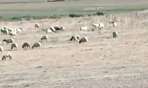 Foto - İran sınırındaki o ilimizde kayda geçti! Artık güpegündüz oluyor! Mahallelerde grup halinde... Kent sakinleri evden çıkamaz oldu