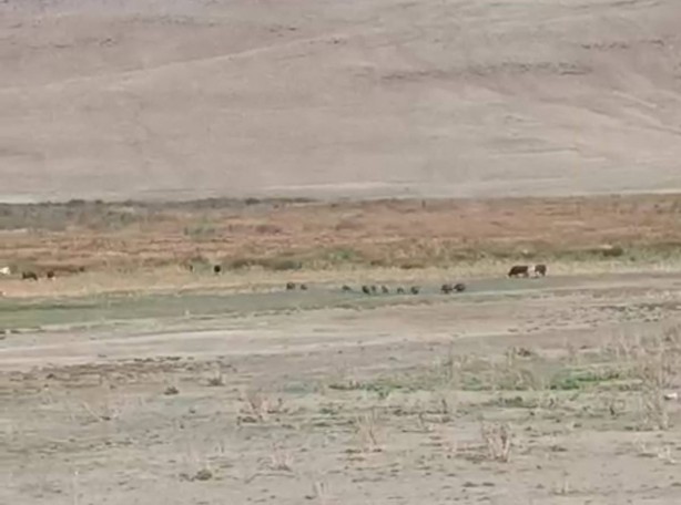 Foto - İran sınırındaki o ilimizde kayda geçti! Artık güpegündüz oluyor! Mahallelerde grup halinde... Kent sakinleri evden çıkamaz oldu