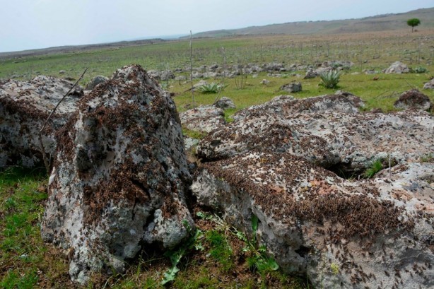 Foto - Şanlıurfa'nın Siverek ilçesine 40 kilometre uzaklıktaki Güldoruğu Mahallesi kırsalında görülen binlerce çekirge korkuya neden oldu. 