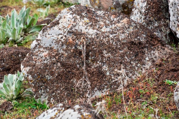 İran'da beklenen felaket Türkiye'de başladı! O ilimizde korkutan görüntü