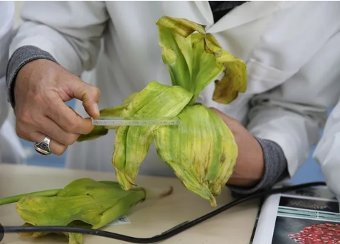 Foto - İranlılar Hakkari'de büyük bir skandala imza atacaklardı! Son anda fark edildiler