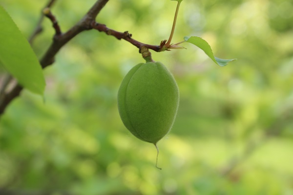 İrem Bağları'na bahar geldi