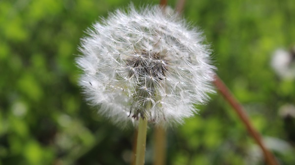 Foto - İrem Bağları'na bahar geldi