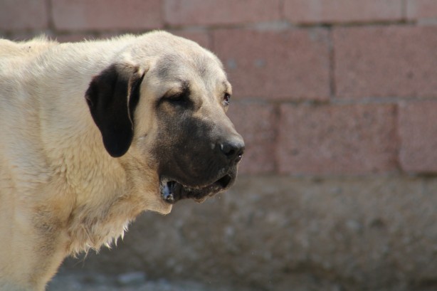Foto - İri cüssesiyle nam salan Aksaray Malaklısı insan boyunu geçiyor