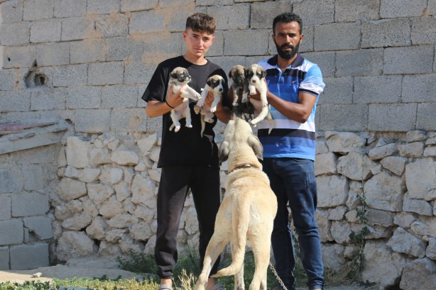 İri cüssesiyle nam salan Aksaray Malaklısı insan boyunu geçiyor