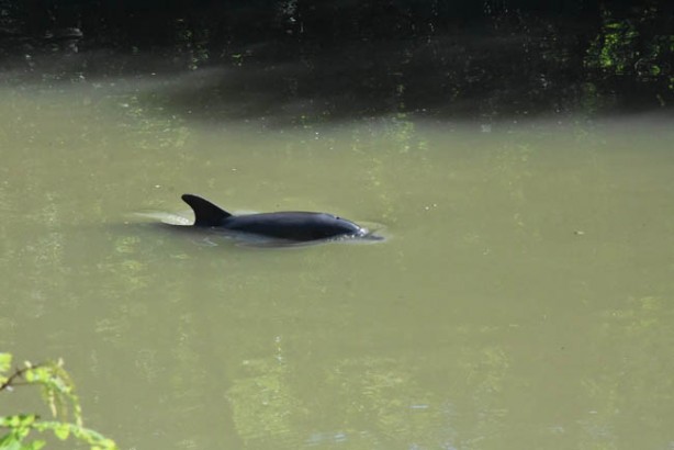 Foto - Irmağa giren Yunus kurtarıldı