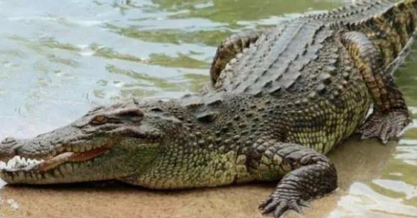 Foto - İş değiştireceklerin dikkatine! İşte dünyanın en az bilinen meslekleri