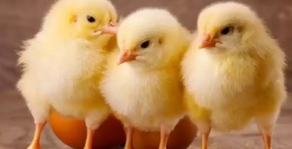 Foto - İş değiştireceklerin dikkatine! İşte dünyanın en az bilinen meslekleri