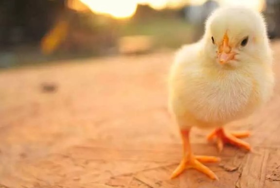 Foto - İş değiştireceklerin dikkatine! İşte dünyanın en az bilinen meslekleri