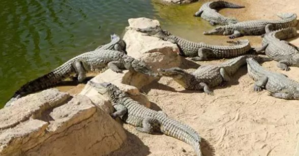 Foto - İş değiştireceklerin dikkatine! İşte dünyanın en az bilinen meslekleri