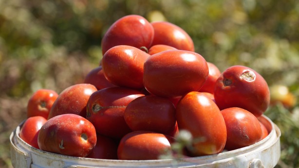 Foto - İş var çalışan yok! 1.300 lira yevmiyeyle çalışacak işçi bulunmuyor