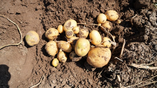 Foto - İş var çalışan yok! 1.300 lira yevmiyeyle çalışacak işçi bulunmuyor