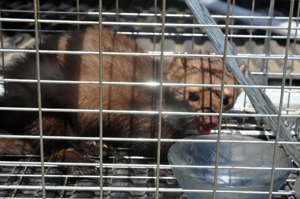 Foto - İş yerine giren sansar yakalanarak doğaya salındı