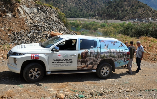 İş yerine giren sansar yakalanarak doğaya salındı