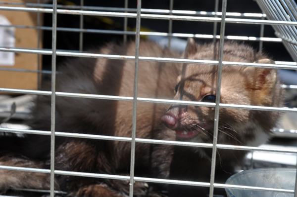 Foto - İş yerine giren sansar yakalanarak doğaya salındı