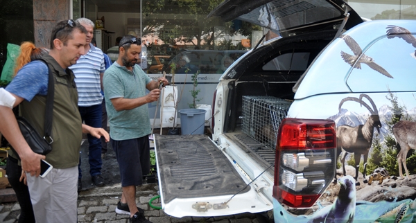 Foto - İş yerine giren sansar yakalanarak doğaya salındı