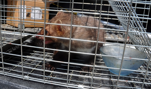 Foto - İş yerine giren sansar yakalanarak doğaya salındı