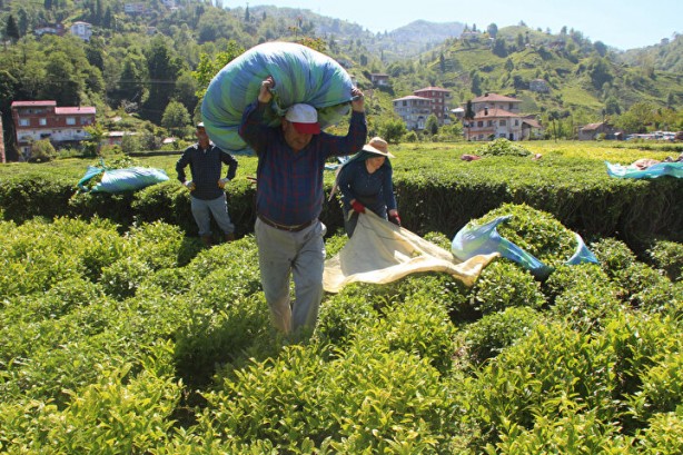 Foto - İşçi sorunu patlak verdi! Günlüğü 1000 li̇ra ama yüzüne bakan yok!