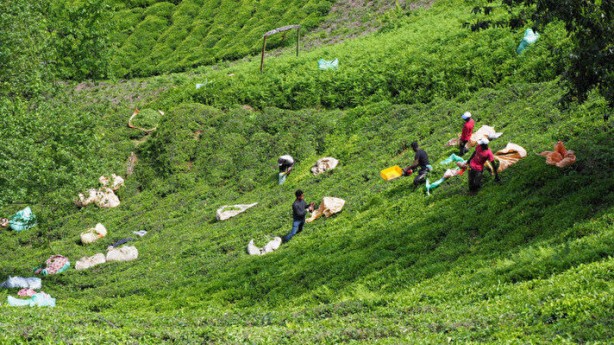 Foto - İşçi sorunu patlak verdi! Günlüğü 1000 li̇ra ama yüzüne bakan yok!