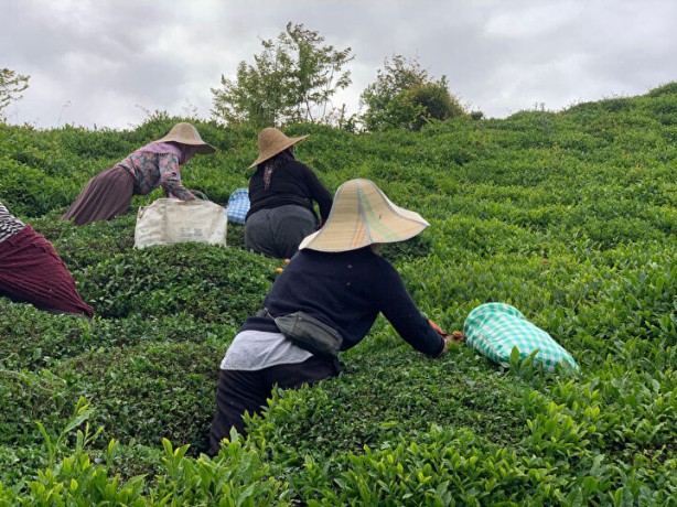 İşçi sorunu patlak verdi! Günlüğü 1000 li̇ra ama yüzüne bakan yok!