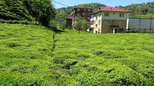 Foto - İşçi sorunu patlak verdi! Günlüğü 1000 li̇ra ama yüzüne bakan yok!