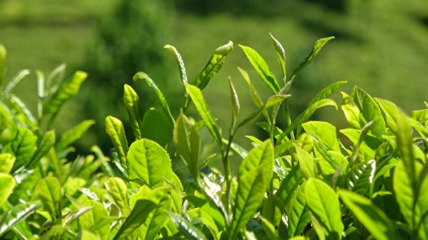 Foto - İşçi sorunu patlak verdi! Günlüğü 1000 li̇ra ama yüzüne bakan yok!