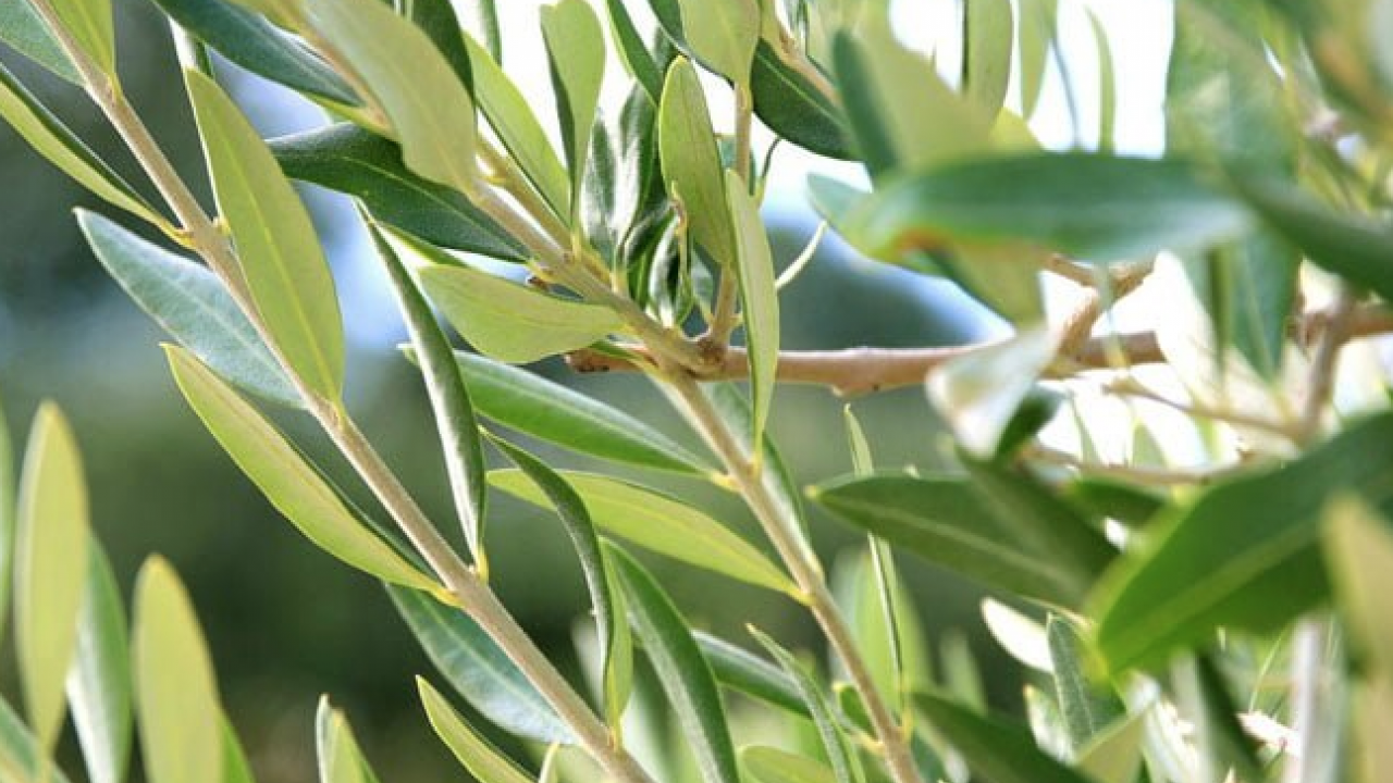 İşe yaramaz deyip geçmeyin: Zeytin Yaprağı... 5-6 gün içinde silip atıyor.. İşte formülü ve adımları